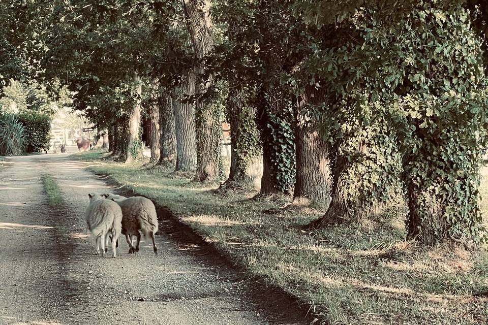 Allée principale