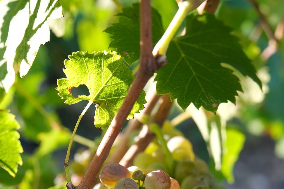 Domaine de Baubiac