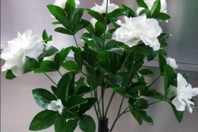Arbres azalée