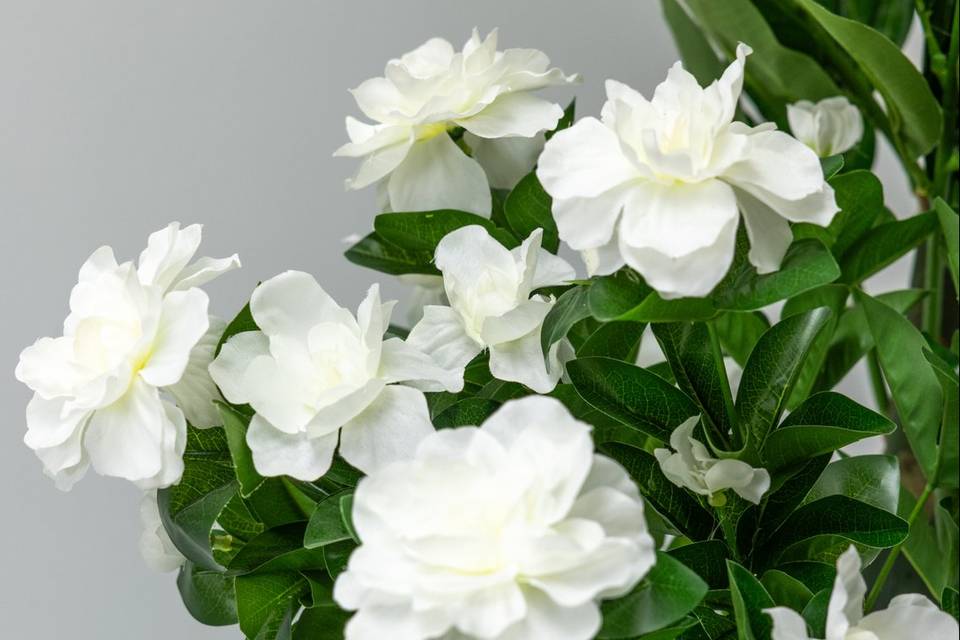 Roses blanches feuilles vertes