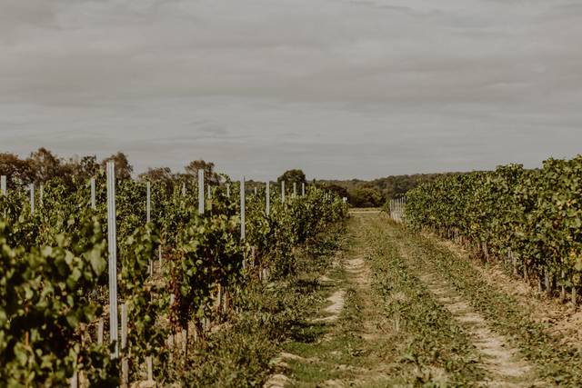 Jeunes vignes