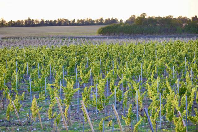 Vignes