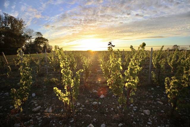 Vignes soleil