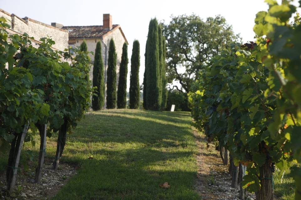 Vignes et chateau