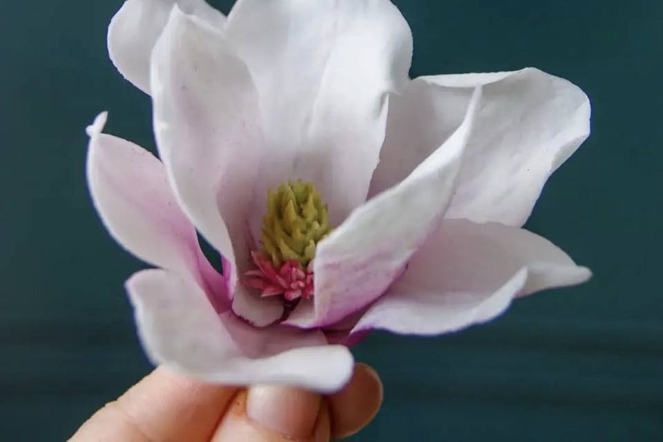 Magnolia