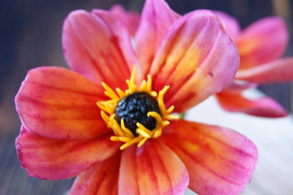 Dahlia Coucher de soleil