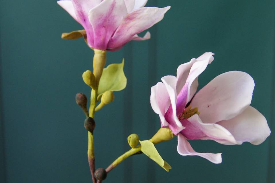 Branche de magnolia
