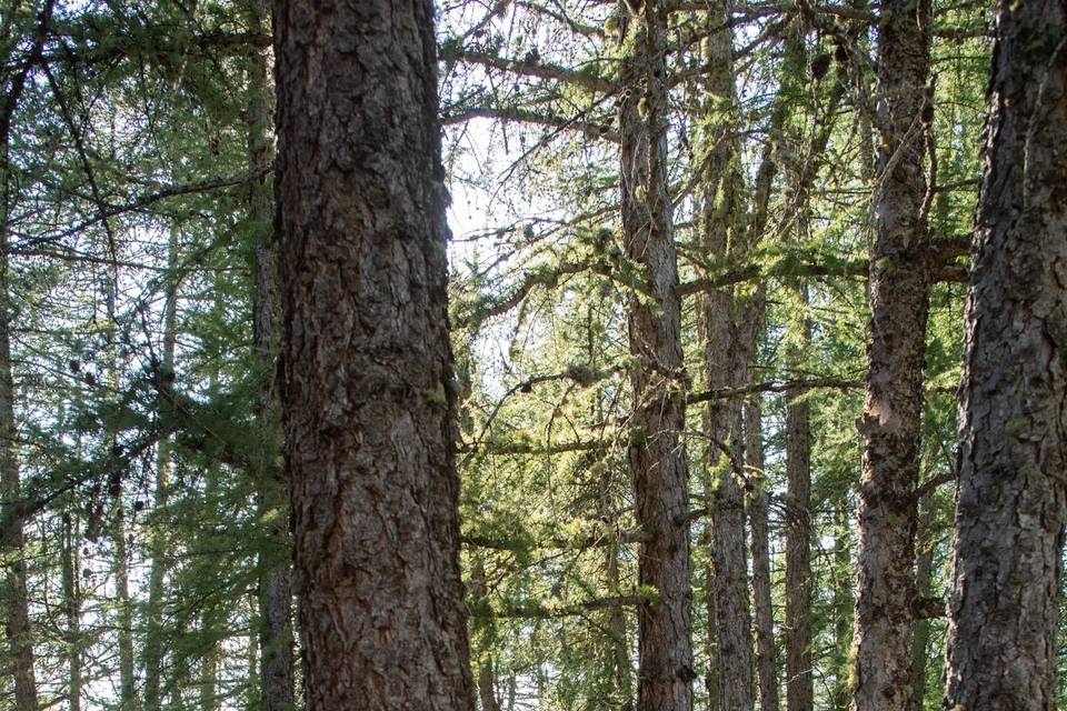 Dans la forêt