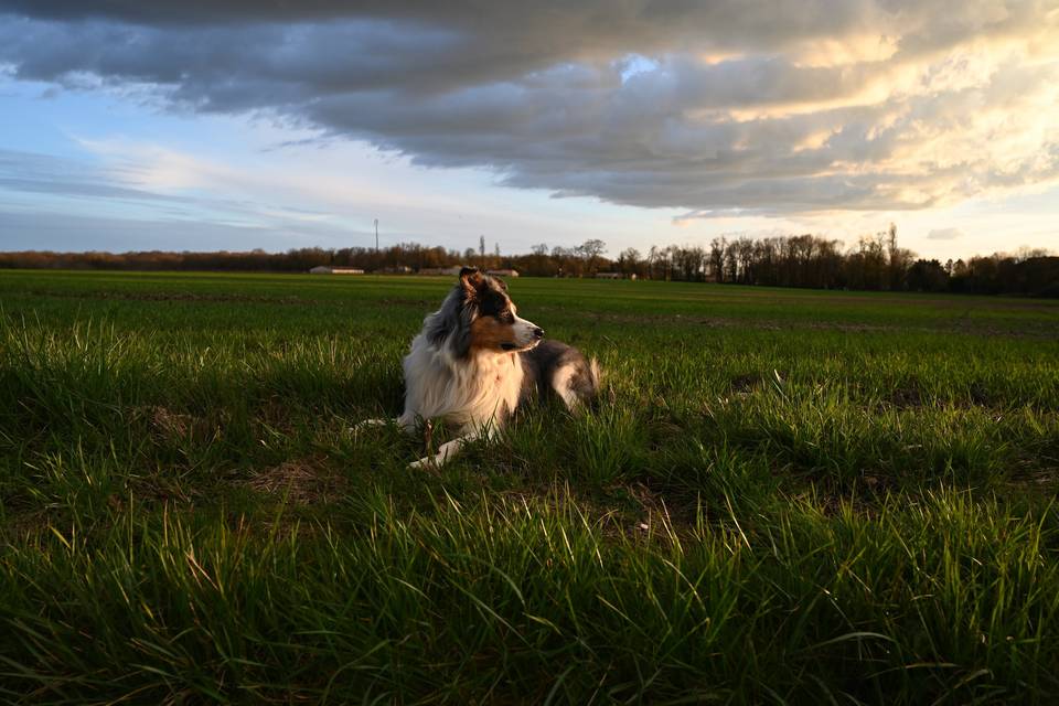 Votre compagnon