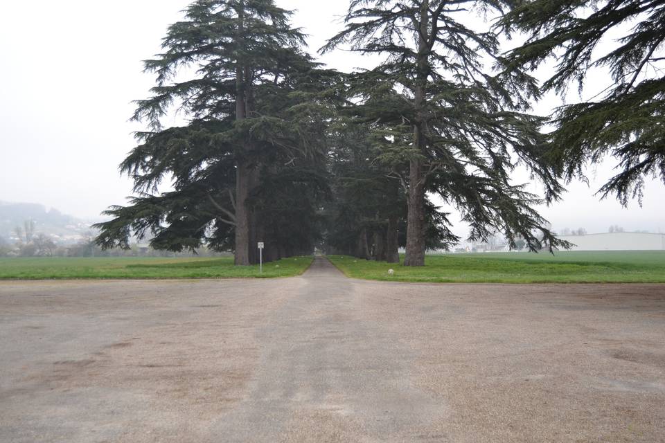 Parking et allée de cèdres